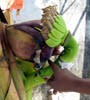 Pohon Pisang Menangis Muncul di Tambaksari Surabaya
